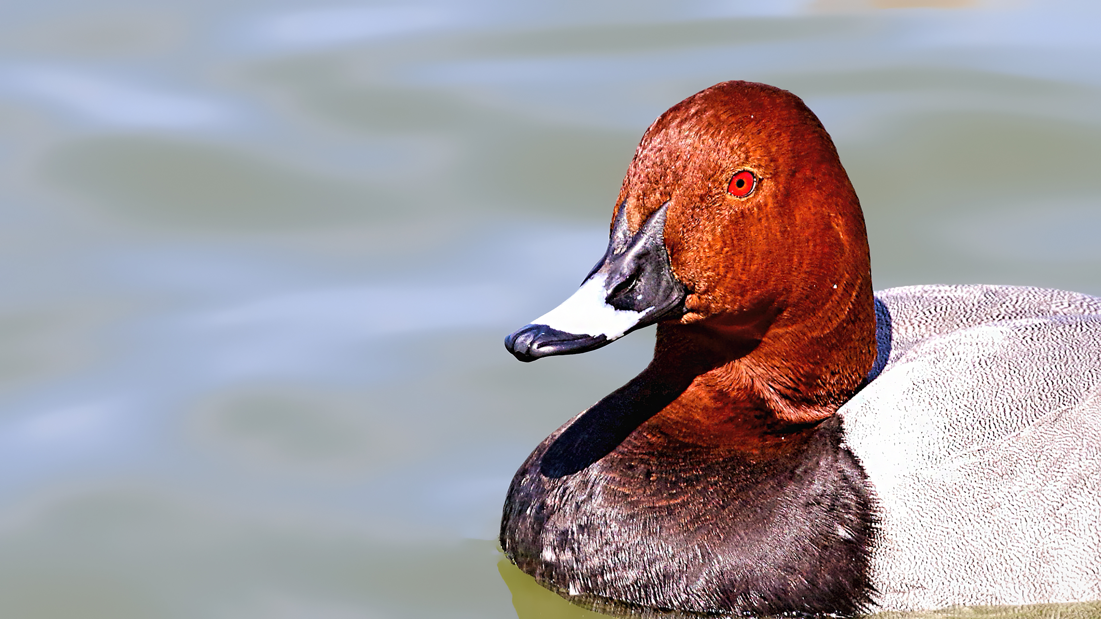Common Pochard